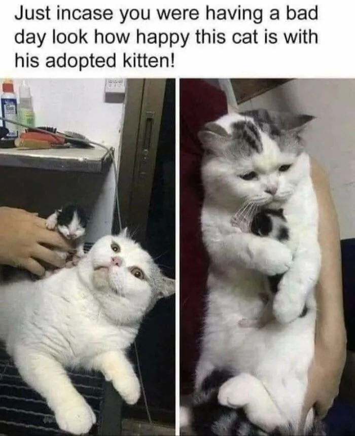 An adult cat holding a tiny kitten in a cute picture from funny cat memes.