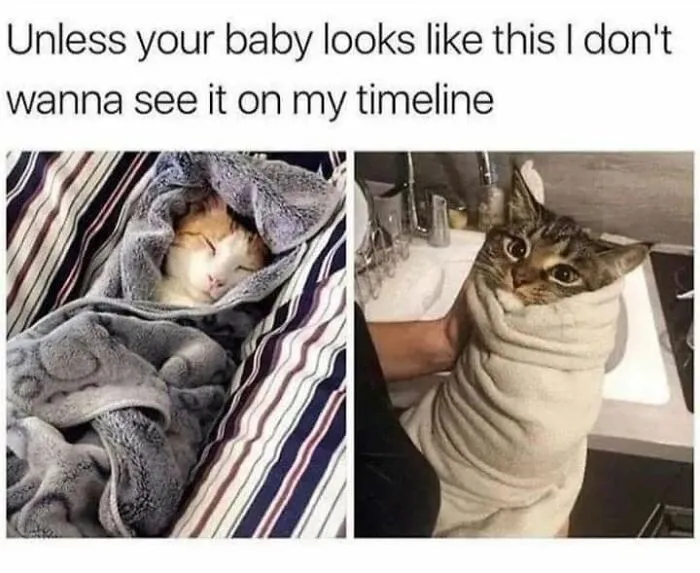 Funny cat memes showing two cute cats swaddled up like baby purritos