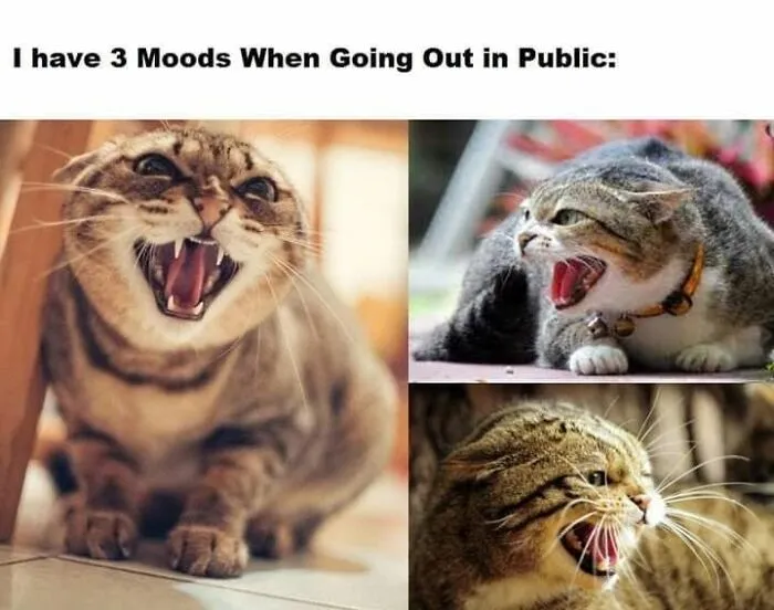 Funny memes with three expressions of a cat growling, representing public social moods.