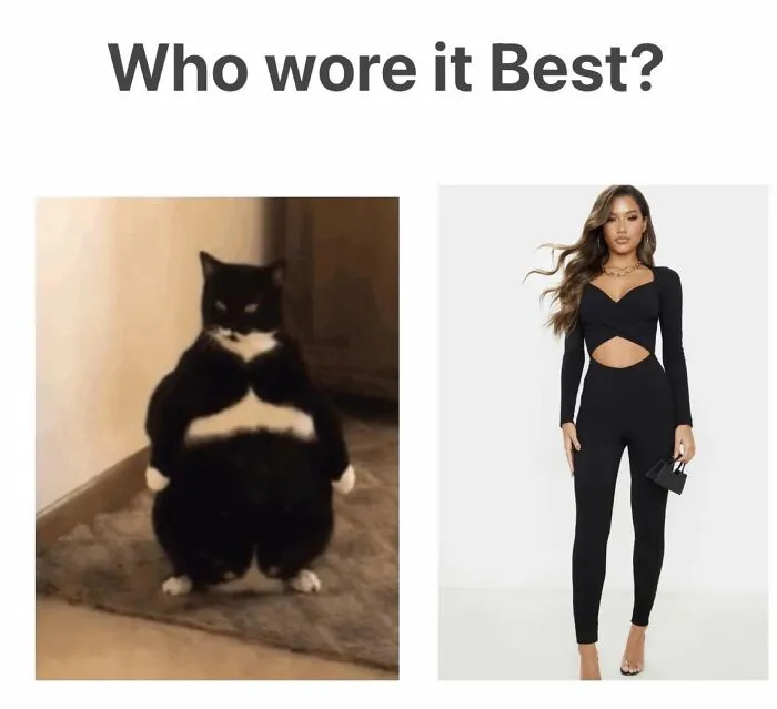 Funny cat memes comparison of a tuxedo cat standing up and a model in a black outfit
