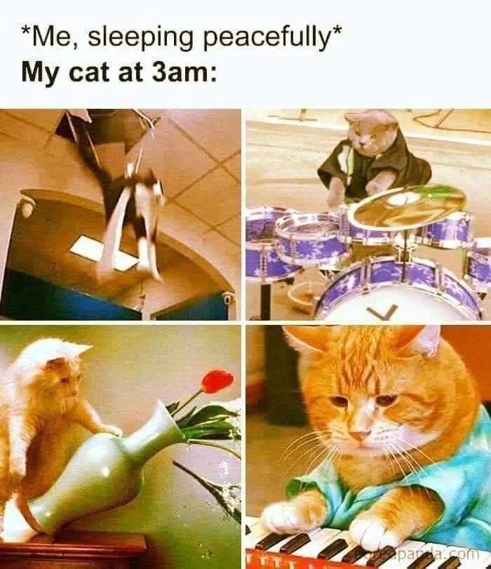 Four funny memes depicting a cat making chaos and noise at 3 AM while owners sleep.