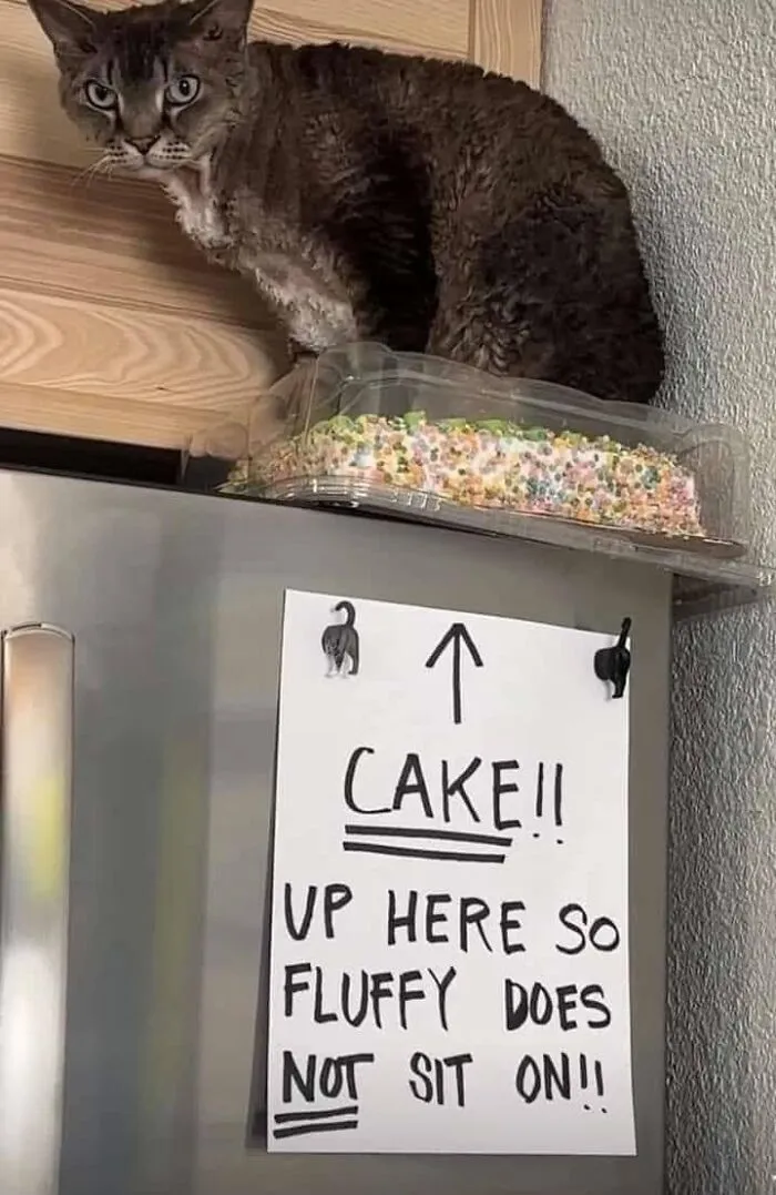 Funny memes showing a cat sitting on a cake on top of the fridge despite a warning sign.
