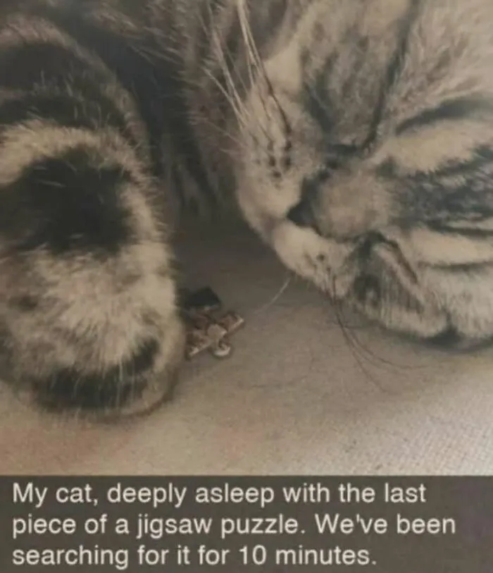 A sleeping tabby cat resting its paw near a missing puzzle piece in funny memes.