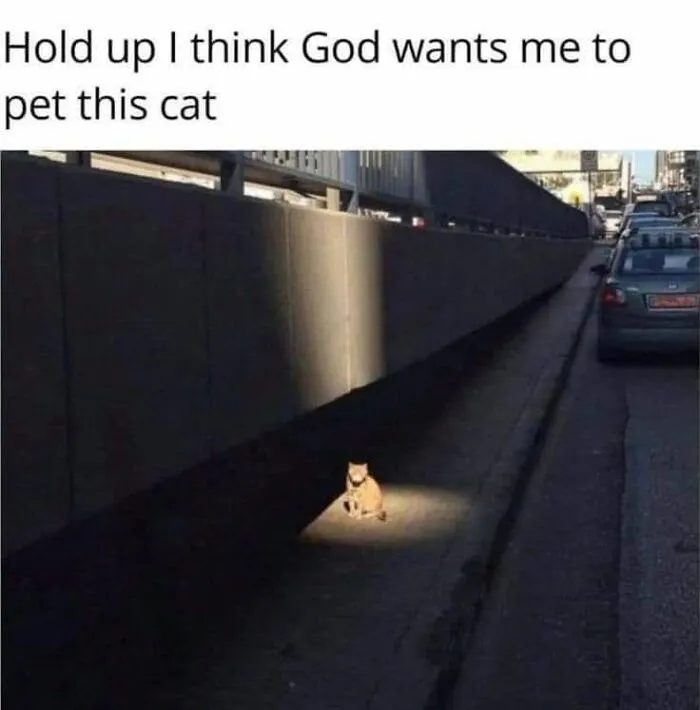 Funny memes image of a cat sitting on a sidewalk illuminated by a spotlight of sunlight.
