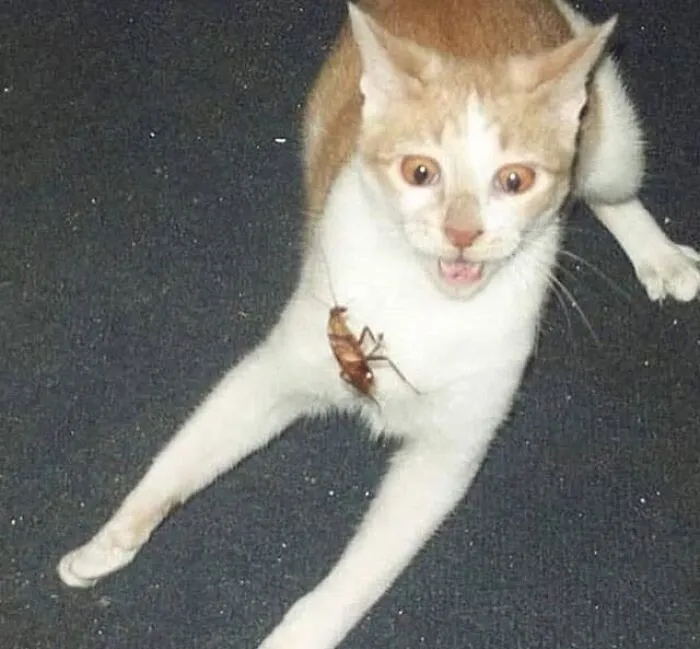 Orange and white cat looks startled with a cockroach on its chest in funny cat pics.