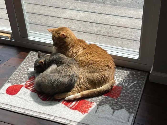 Orange tabby mama cat cuddles with a grey cat by the window in sunny embrace.