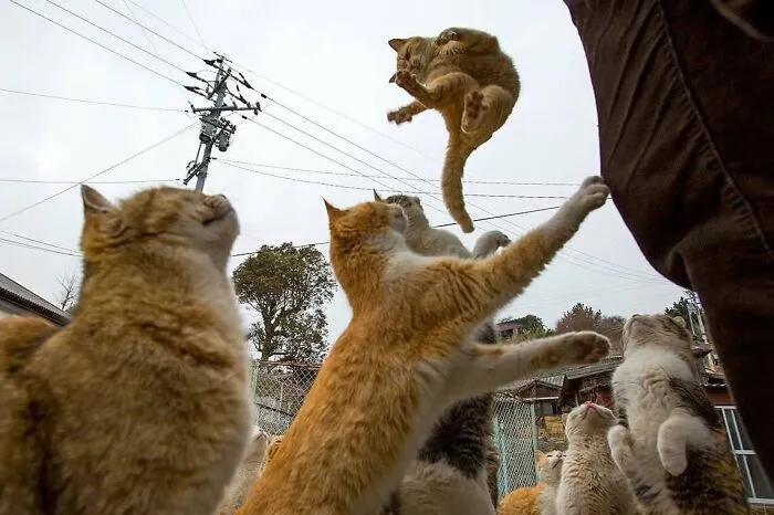 A group of cats outdoors with one cat mid-air mid-jump captured in purr-fectly timed cat pics.