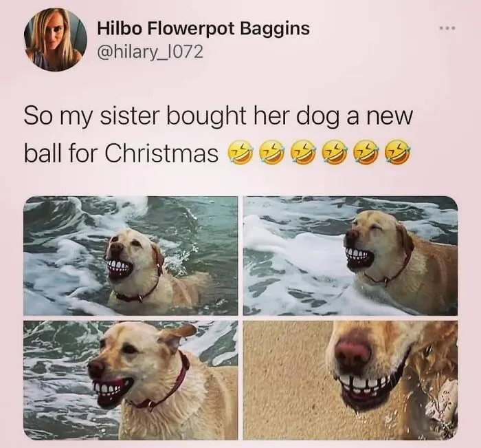 A dog playing with a funny tooth-patterned ball, part of a hilarious dog memes collection.