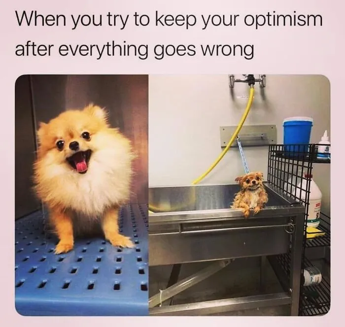 Before and after bath pictures of a fluffy dog, featured in hilarious dog memes.