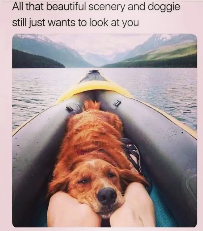 A dog resting its head in a kayak, an example of hilarious dog memes in nature.
