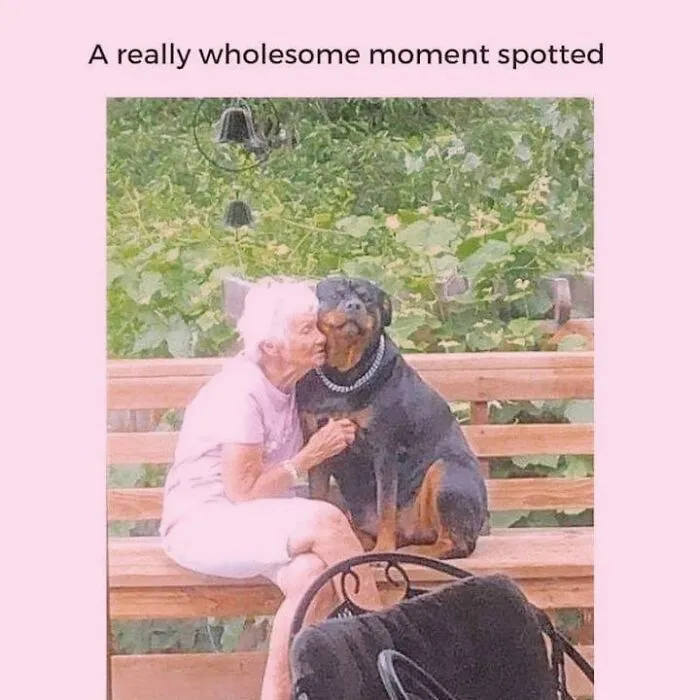 Hilarious dog memes featuring a Rottweiler hugging an elderly woman on a bench.