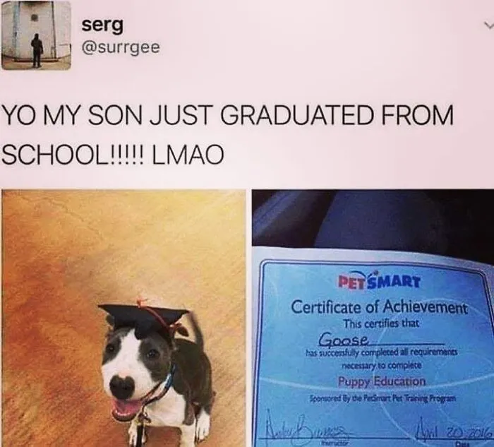 Dog memes image showing a puppy wearing a graduation cap next to its certificate.