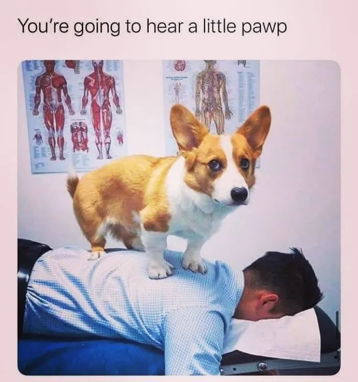 Cute corgi standing on a mans back acting like a chiropractor in a funny dog meme.