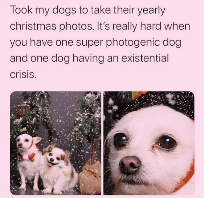 Hilarious dog memes showing two small dogs taking Christmas photos with funny expressions.