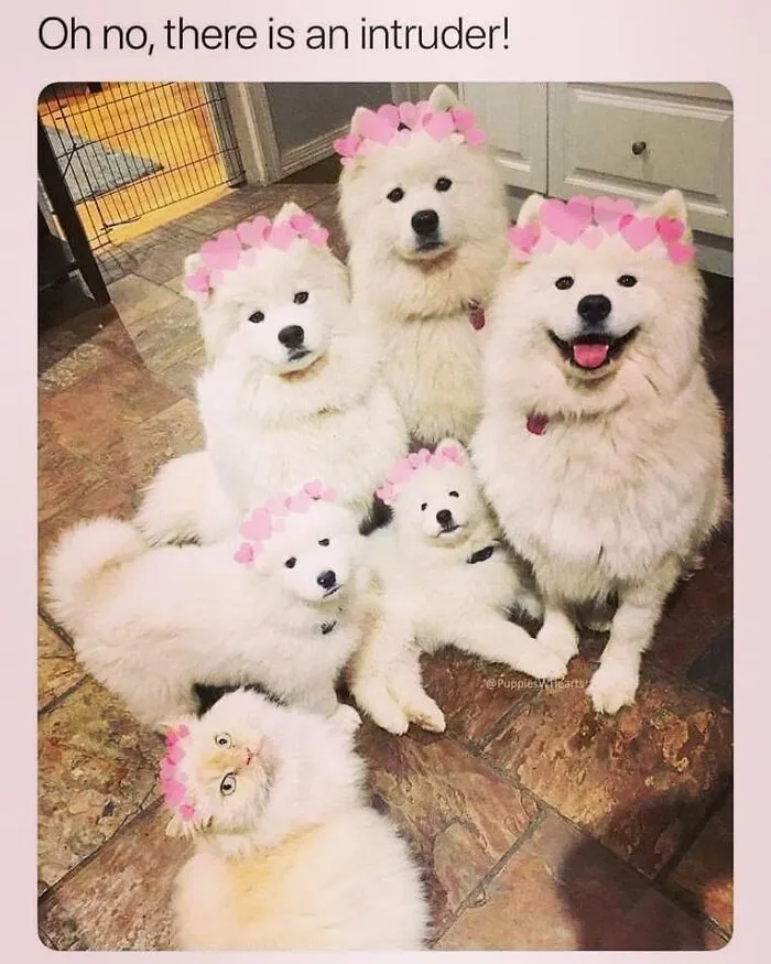 Funny dog memes photo of five fluffy white Samoyeds and one cat with heart filters.