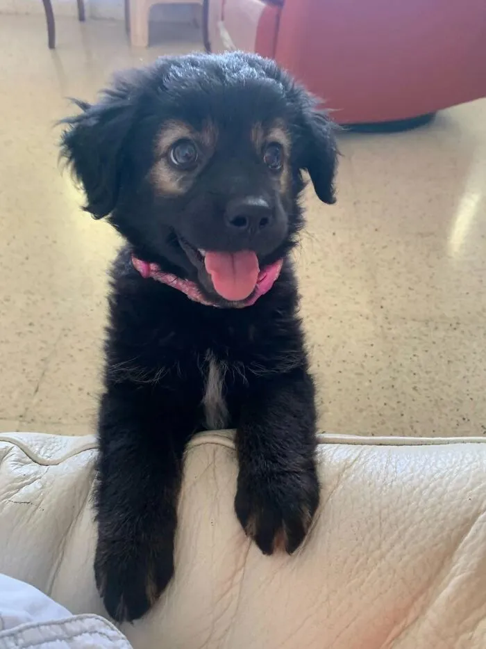 A happy black abandoned puppy with tongue out rescued by All Sato Rescue