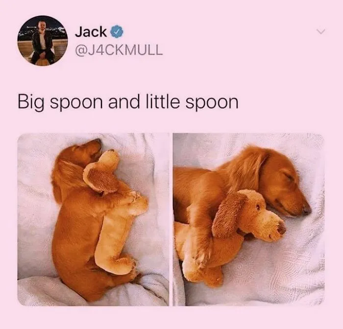 A sleeping dachshund cuddle-ing with a stuffed toy, ideal for cute dog memes.