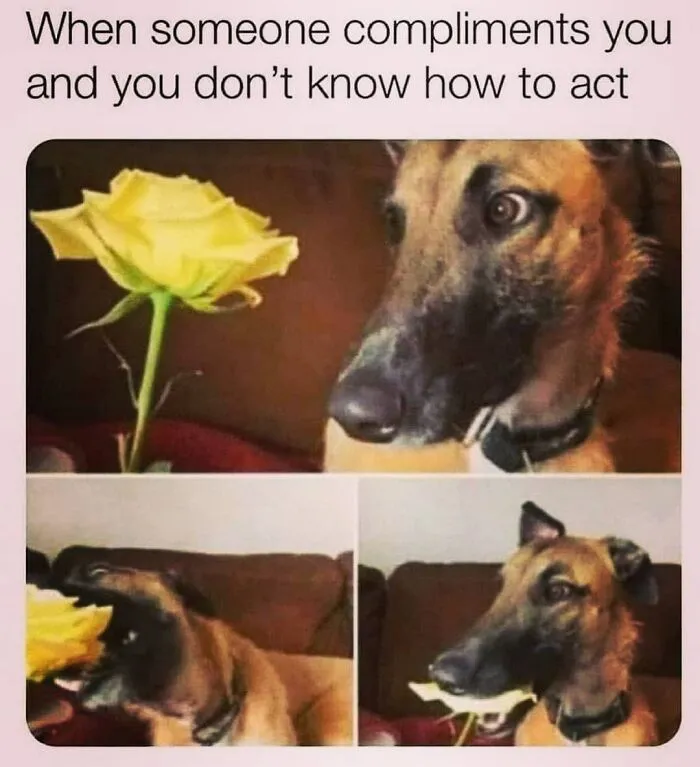 A dog funny reaction with a yellow rose, perfect for hilarious dog memes content.