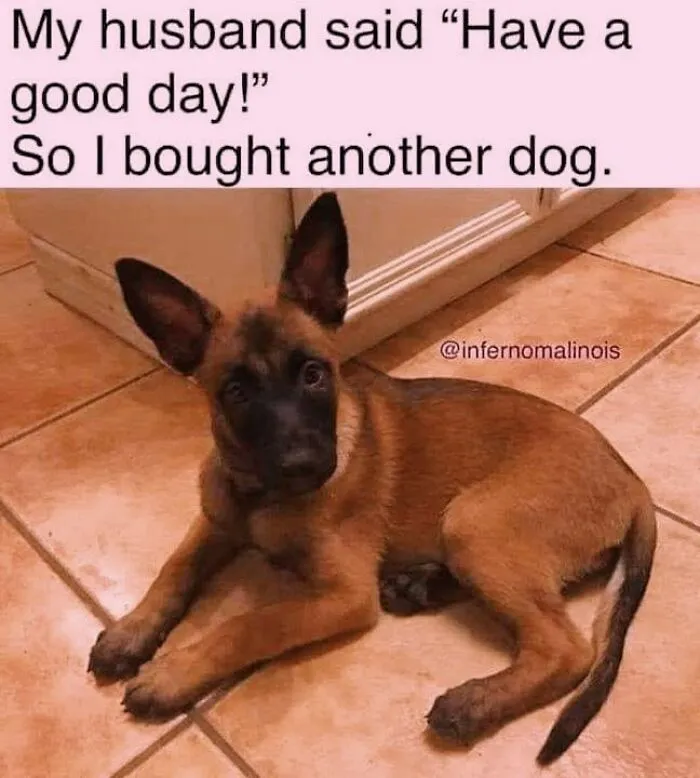 A cute brown puppy laying on a tiled floor, representing hilarious dog memes.