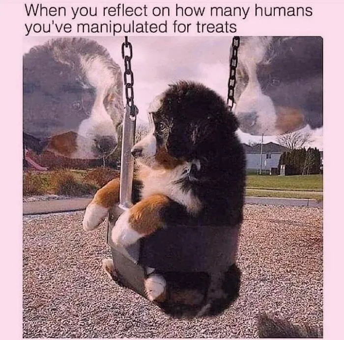 A fluffy Bernese Mountain Dog puppy sitting thoughtfully on a playground swing, featured in a dog meme.