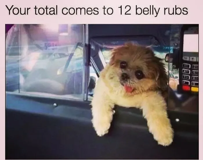 A tiny fluffy puppy leaning out of a car window, featuring a funny dog meme about belly rubs.