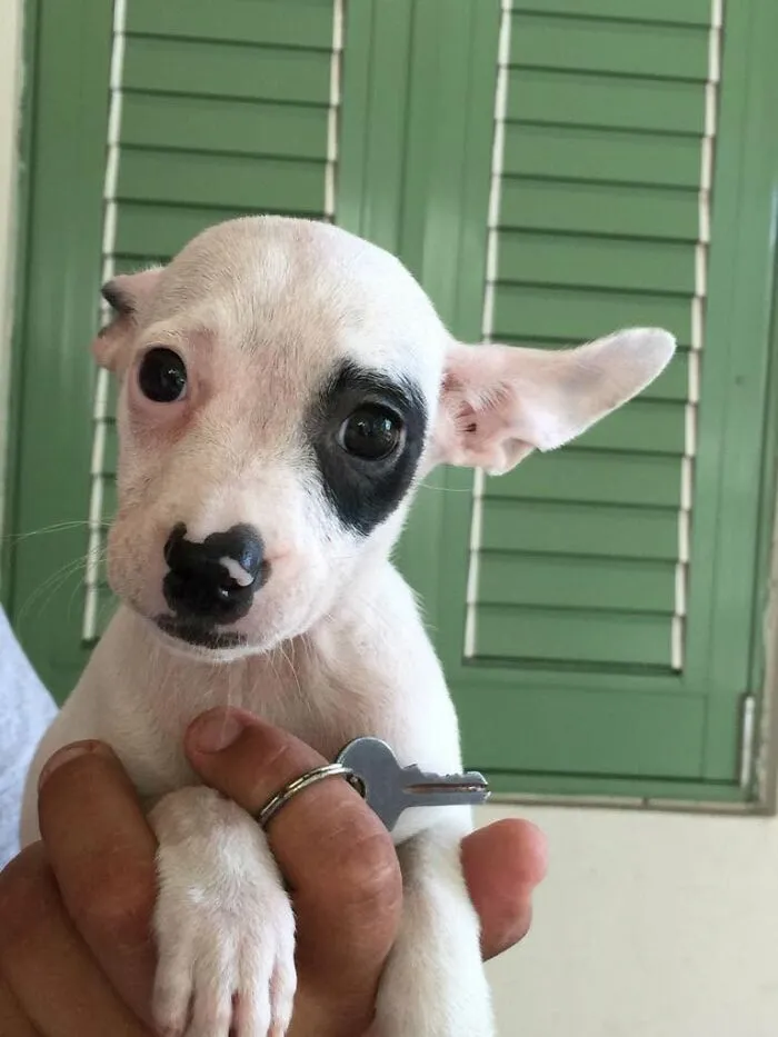 A hand holding a cute white abandoned puppy with a black patch over its eye