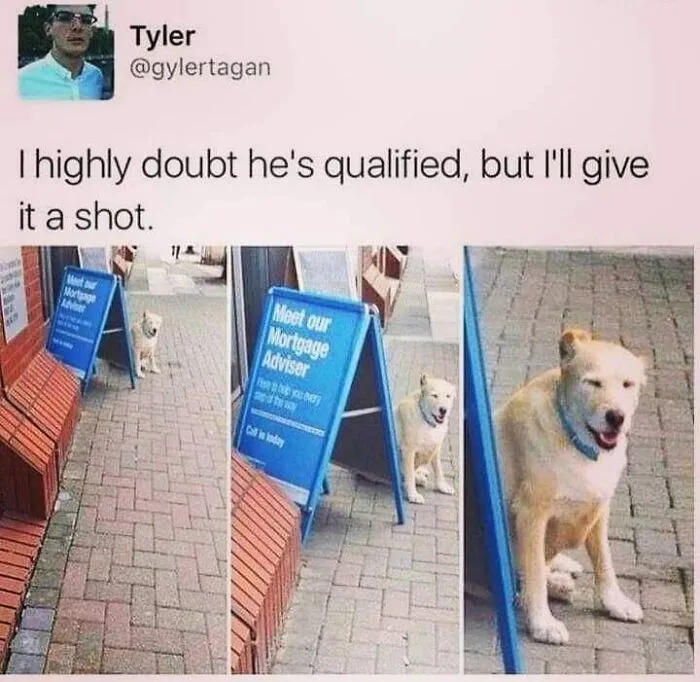 A dog sitting next to a mortgage adviser sign, included in hilarious dog memes.