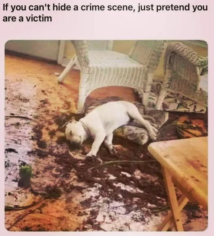 A white puppy lying innocently in a mess of potted dirt, part of hilarious dog memes.