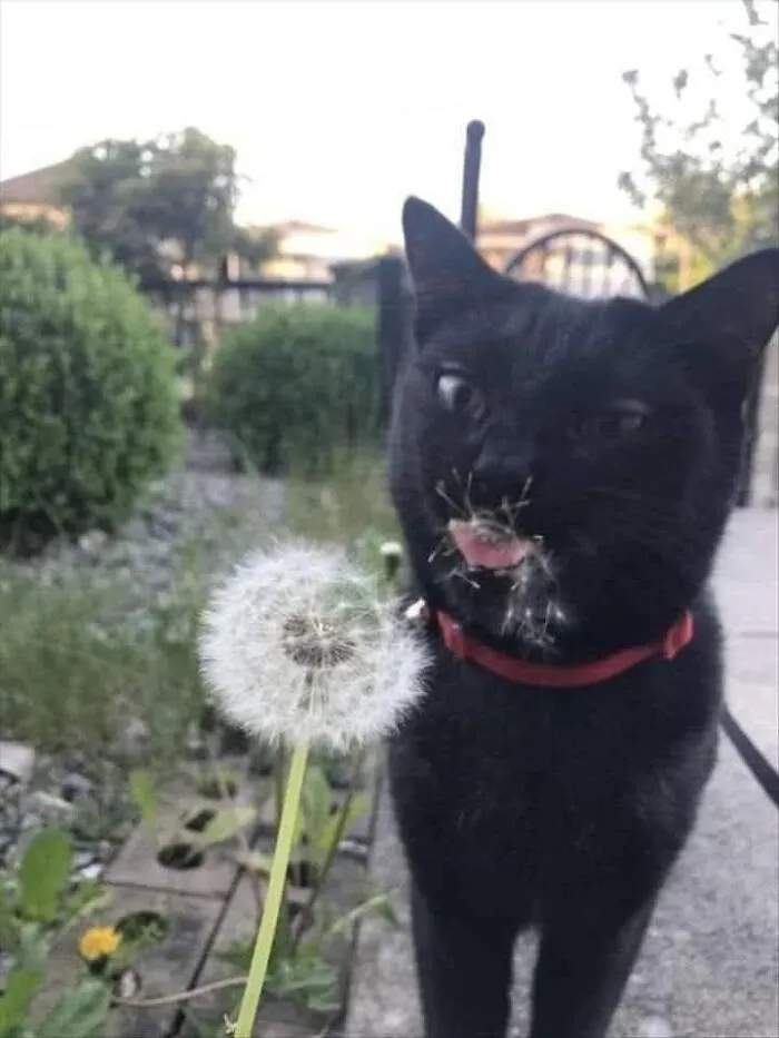 Funny purr-fectly timed cat pic of a black cat with dandelion seeds stuck around its mouth sticking its tongue out.