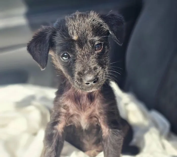 A small scruffy black abandoned puppy rescued by All Sato Rescue looking forward