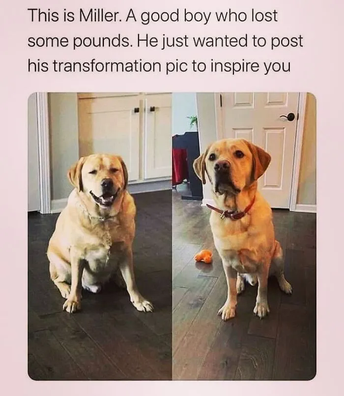Hilarious dog memes showing a side-by-side weight loss transformation of a yellow lab named Miller.