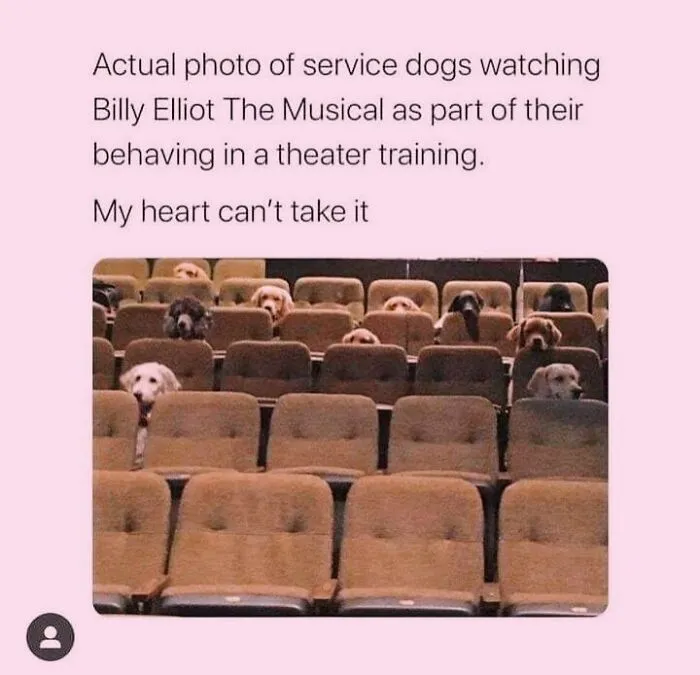 Hilarious dog memes featuring service dogs sitting politely in theater seats during training.