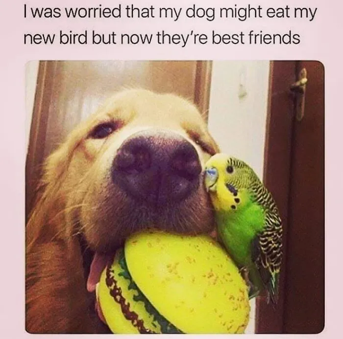 Hilarious dog memes showing a golden retriever holding a toy burger next to a pet parakeet.
