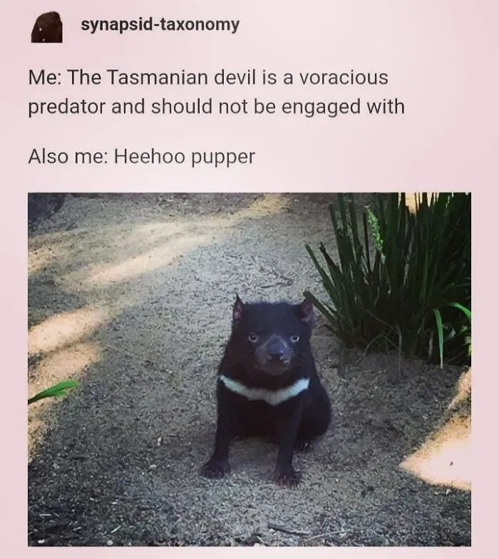 Funny hilarious dog memes featuring a Tasmanian devil labeled as a cute pupper.