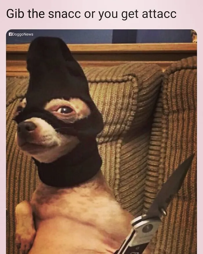 A tiny dog wearing a ski mask and holding a knife, featured in hilarious dog memes.