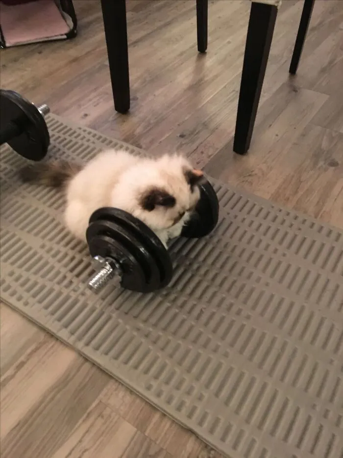 A fluffy white cat resting between dumbbell weights, featured in funny cat pics.