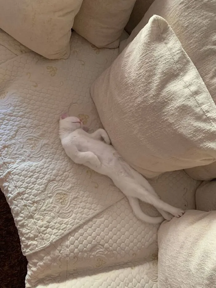 A white cat sleeping completely stretched out on a beige couch cushion in cat pics.