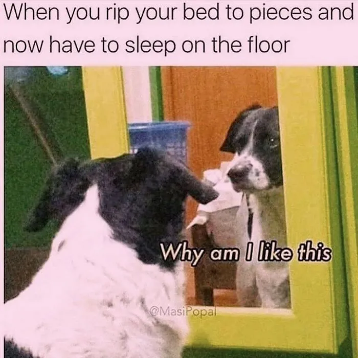 A black and white dog looking in the mirror, featured in hilarious dog memes.