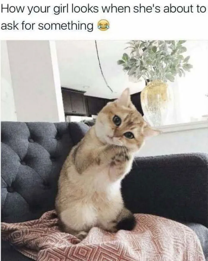 Funny cat meme of a adorable kitten sitting like a human and tilting its head pleadingly.