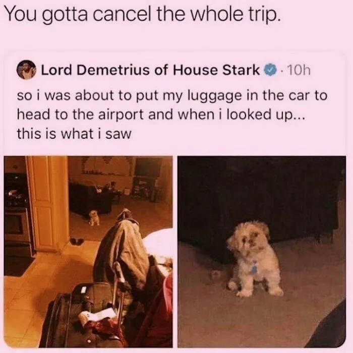 A small dog looking sad next to luggage, featured in hilarious dog memes about traveling.