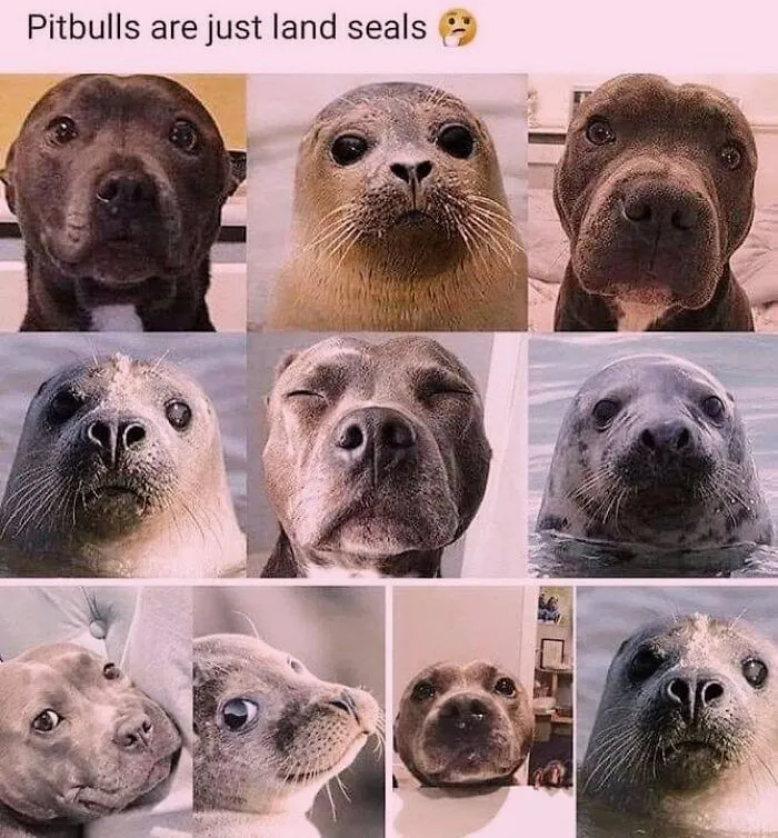 Comparison grid of pitbull faces and seals in hilarious dog memes compilation