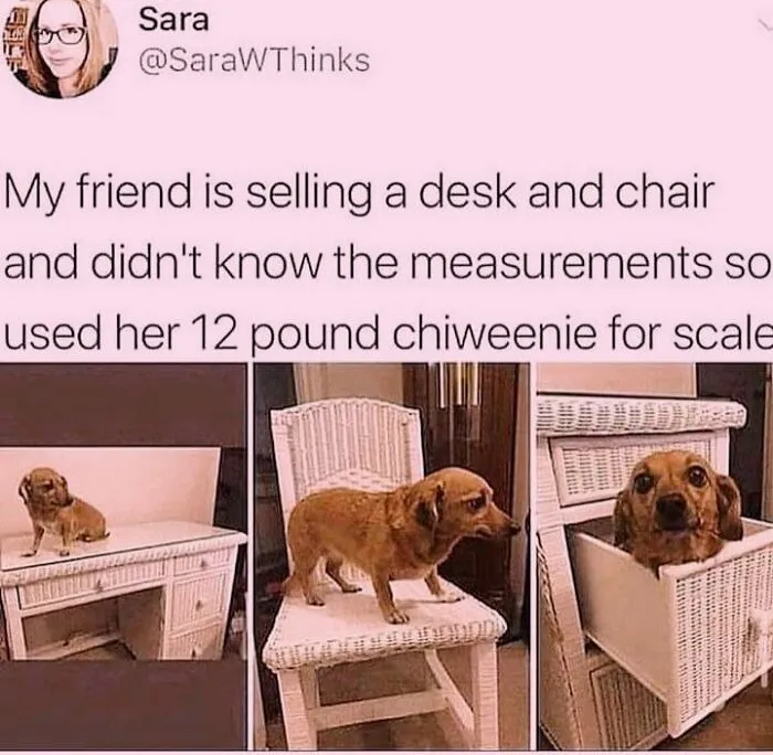 Small dog sitting on furniture used for scale in hilarious dog memes post