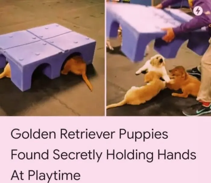 Cute golden retriever puppies holding hands under a plastic toy in hilarious dog memes