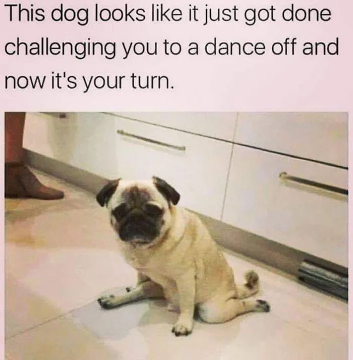 Hilarious dog memes featuring a pug sitting awkwardly on the floor like a dancer.