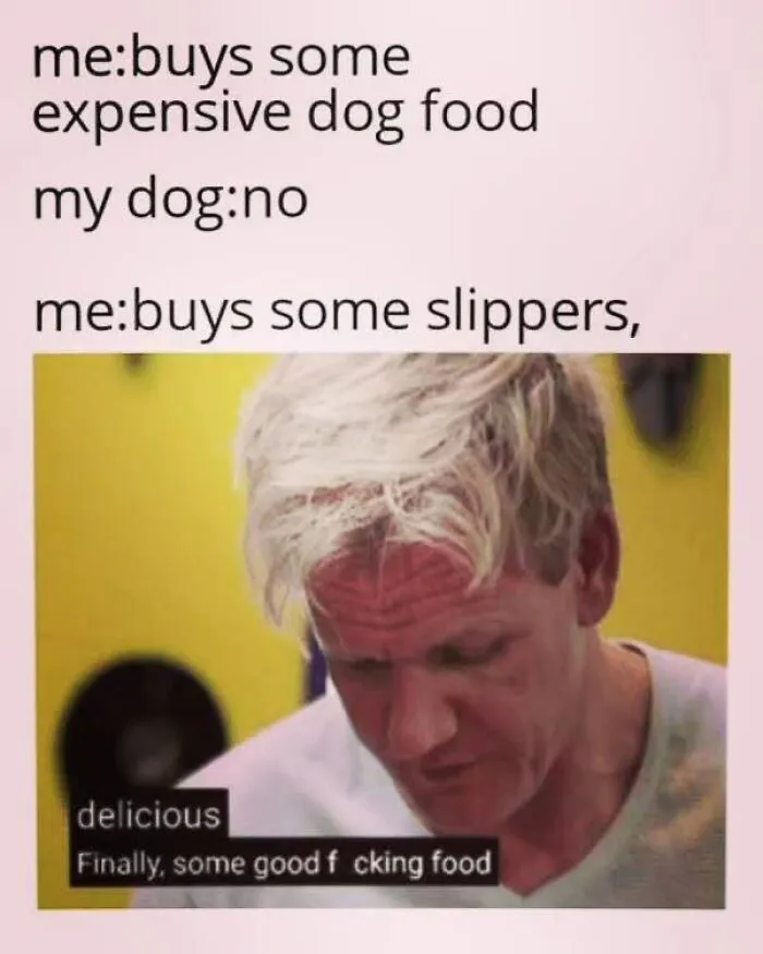Hilarious dog memes showing Gordon Ramsay reacting to a dog preferring slippers over expensive food