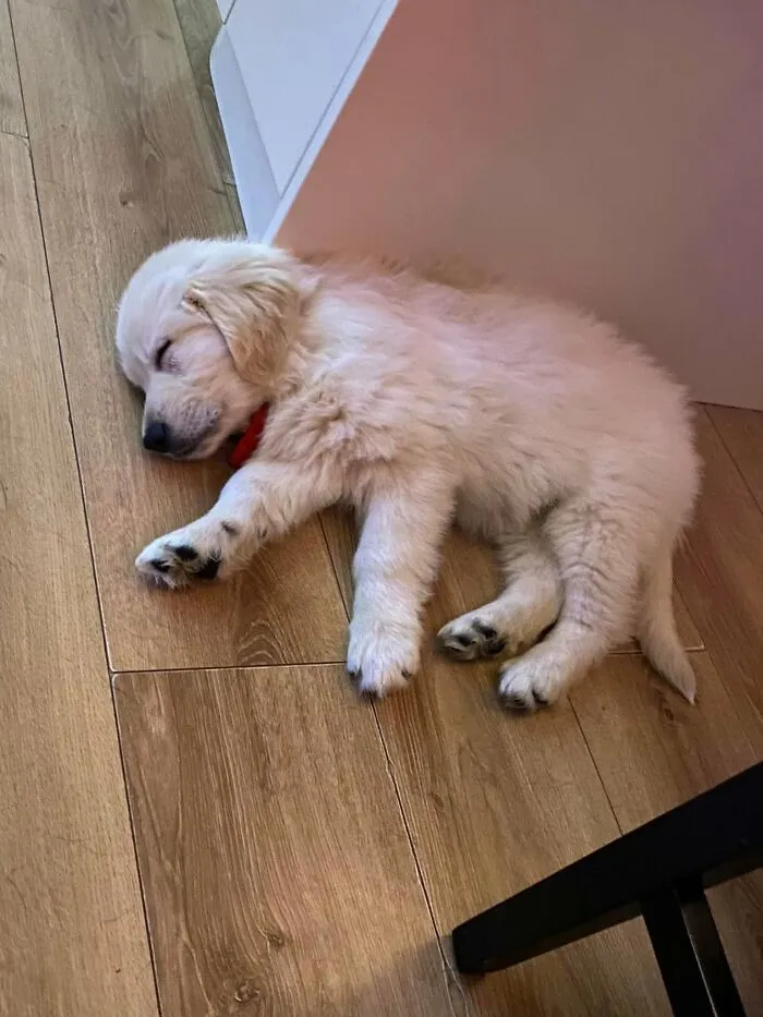 A fluffy golden retriever as one of the sleeping puppies taking a nap on a wooden floor.