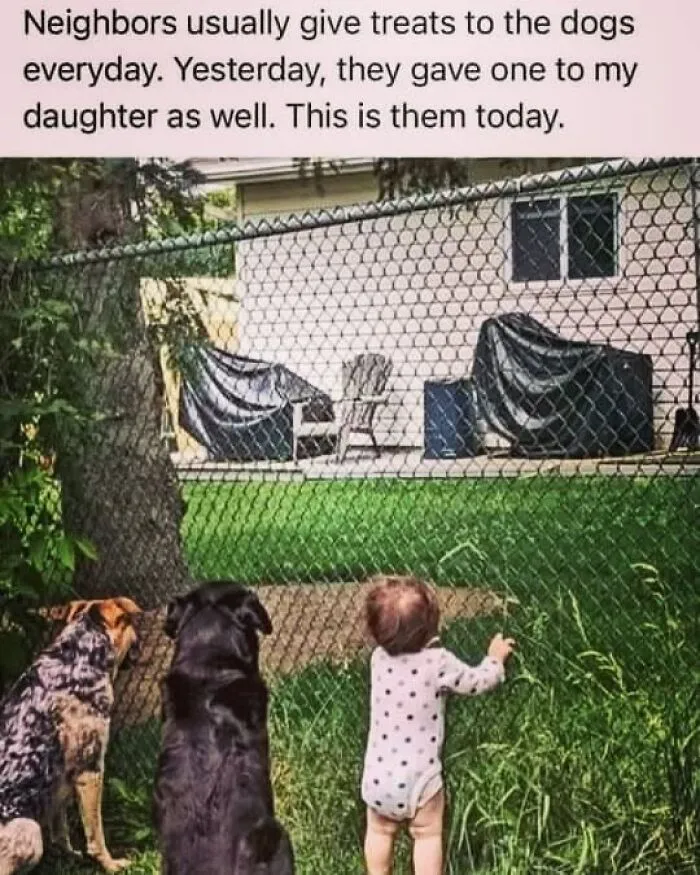 50 Humorous Memes From ‘The Hecking Doggos’ That Might Make Your Day
