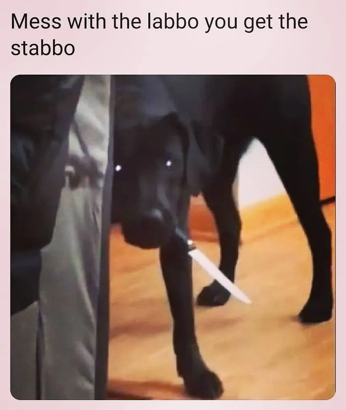 Black Labrador holding a knife in its mouth as part of hilarious dog memes.