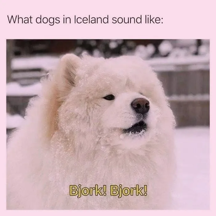 Fluffy white dog covered in snow featured in hilarious dog memes with Bjork text
