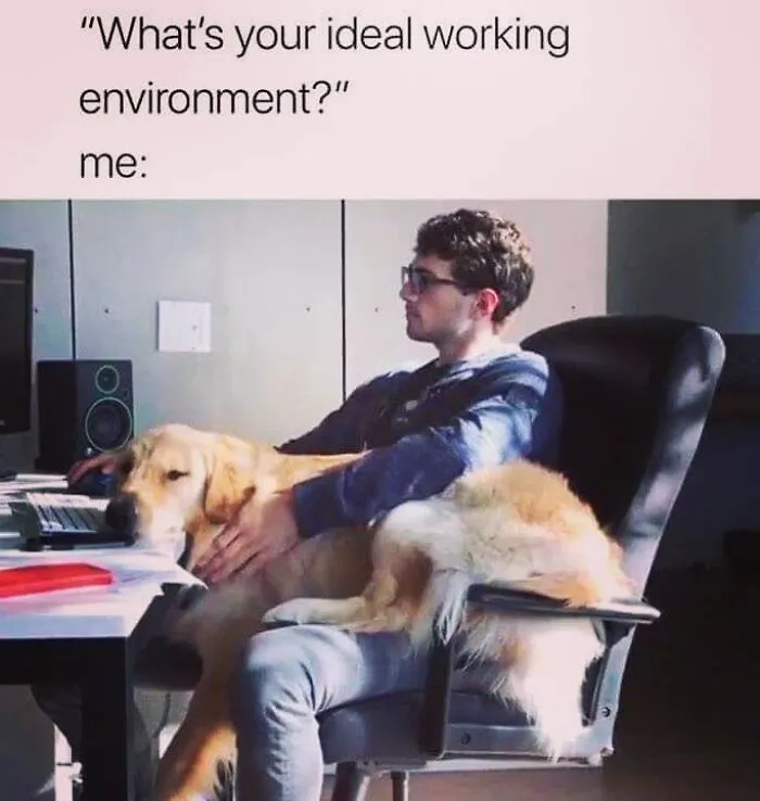 Hilarious dog memes showing a golden retriever sitting on a person lap at an office desk.
